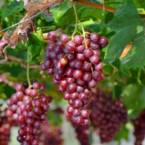 Red seedless Candy Snap grapes from Sharbatly in a 0.5 kg pack, fresh and vibrant fruit with green stems.