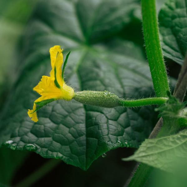 Fresh mini cucumber from Mishkat, a crisp vegetable with a vibrant green skin, shown on a natural background.