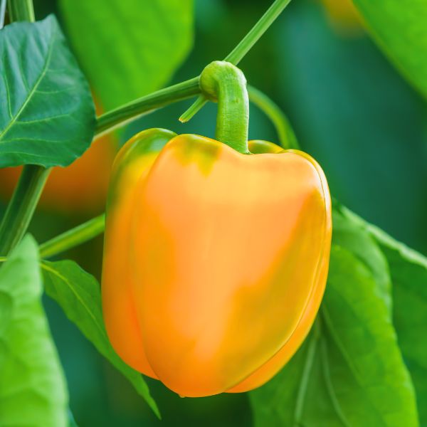 Fresh orange capsicum peppers from Local Market, 1 kg pack, vibrant and crunchy vegetables perfect for salads and cooking.