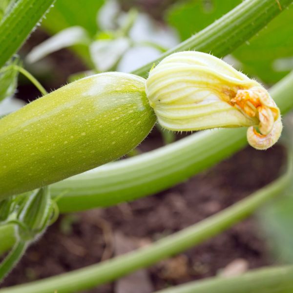 Organic green zucchini vegetables from Naqwat Al Nana in a 0.75 kg pack, fresh and natural on a rustic background.