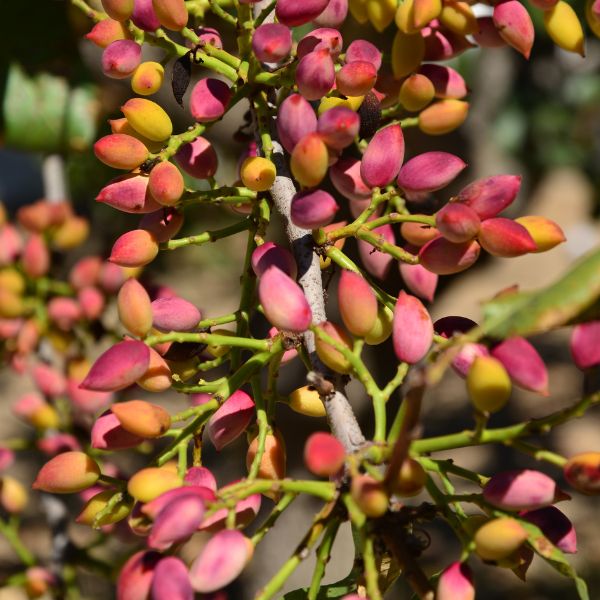 Pistachio Fresh, 0.45 kg pack - Sharbatly.Club