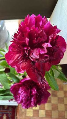 Uzma Raheem