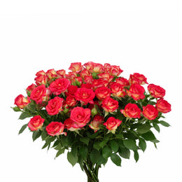 Baby Roses, Summer Dance, 10 Stems