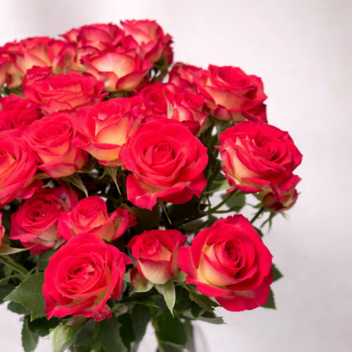 Bright baby roses from Vegpro Kenya, Summer Dance variety, arranged in 10 stems, perfect for floral arrangements and gifts.