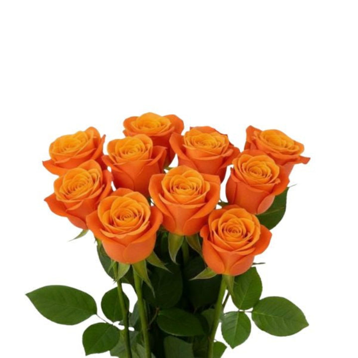 Bright orange roses from SQ Flora Kenya with 10 fresh stems, perfect for floral arrangements and special occasions.