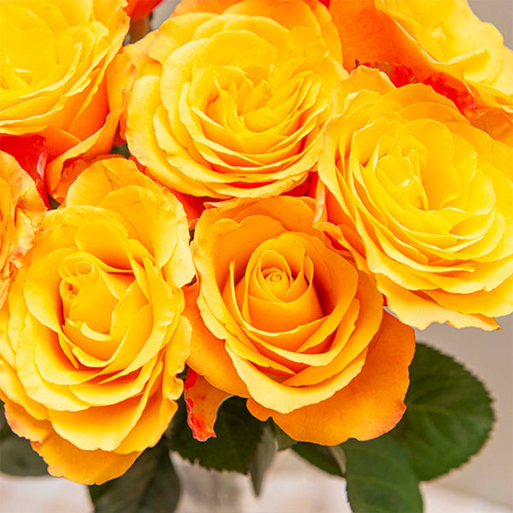 Bright orange roses from SQ Flora Kenya, 10 stems of fresh, vibrant flower bouquets in a natural arrangement.