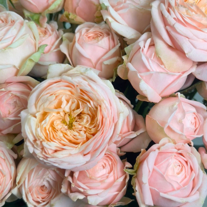 Bouquet of 10 Spray Roses in a Garden, Lady Ella variety by Vegpro Kenya, with vibrant blooms and green foliage