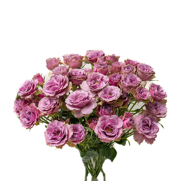 Purple sky spray roses from Vegpro Kenya, 10 stems of vibrant garden flowers arranged in a natural bouquet.