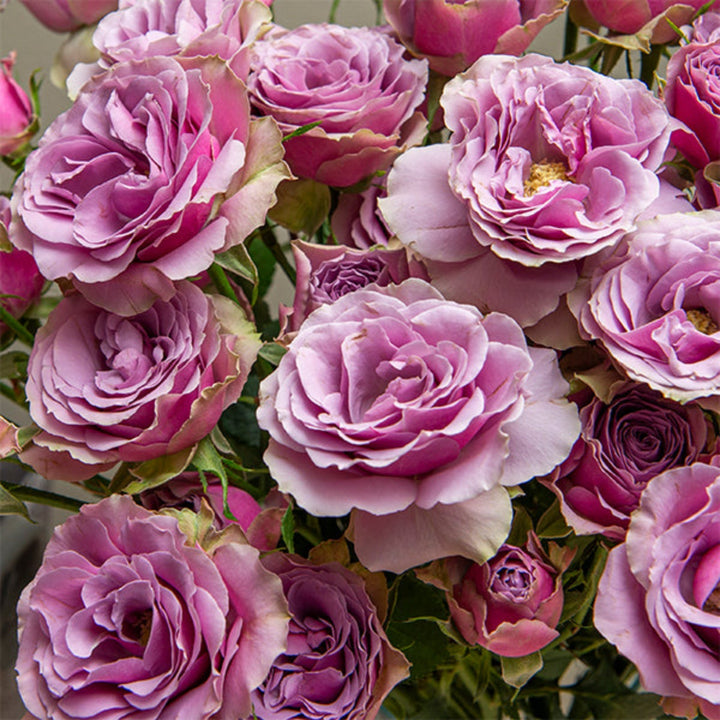 Purple spray roses from Vegpro Kenya arranged in a garden setting, showcasing 10 stems of vibrant flowering blooms.