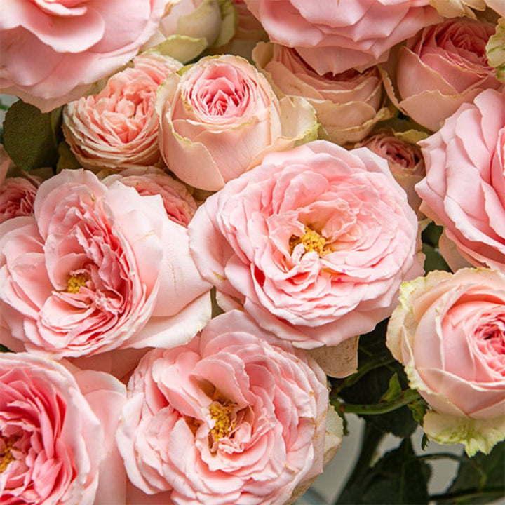Spray roses in a garden setting, Sweet Giselle variety, 10 stems of fresh flowers from Vegpro Kenya.