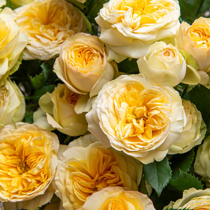 Bouquet of 10 spray roses from Vegpro Kenya, garden flowers with delicate blooms on each stem for decorative use
