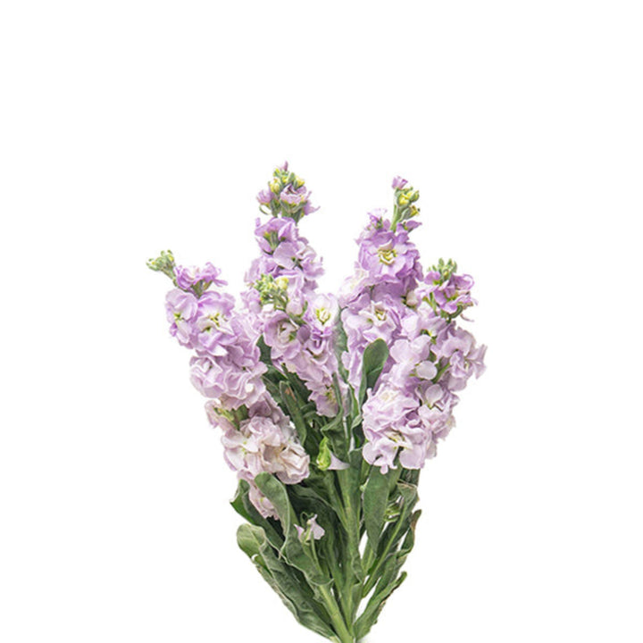 Light purple Matthiola flower stems from Black Tulip, showcasing five fresh, fragrant blossoms in a natural arrangement.
