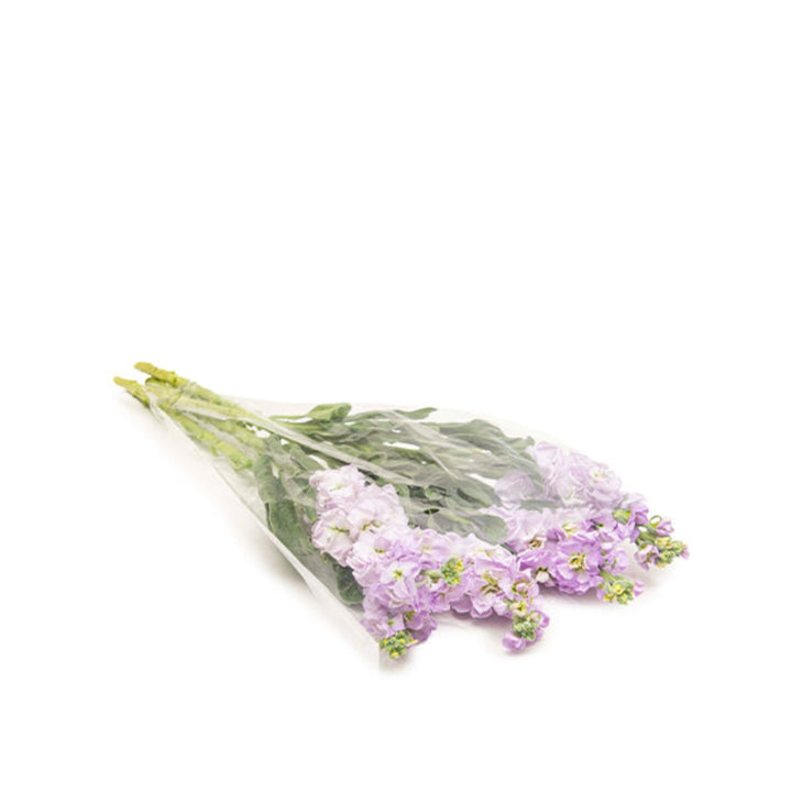 Light purple Matthiola flower stems with five blooms, arranged naturally, from Black Tulip.