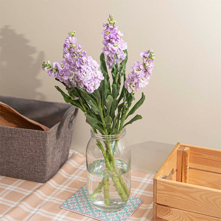 Light purple Matthiola flower stems with five blooms, arranged naturally, by Black Tulip.