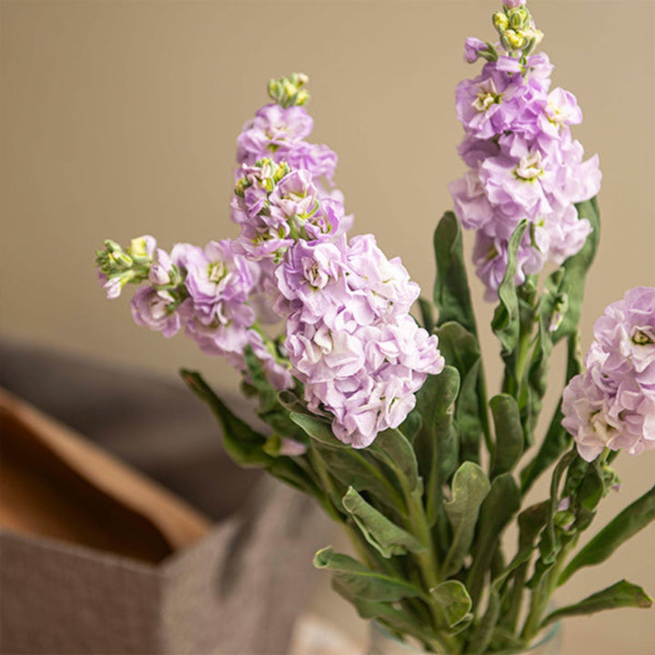 Light purple Matthiola flower stems with five blooms from Black Tulip, shown in a natural arrangement.