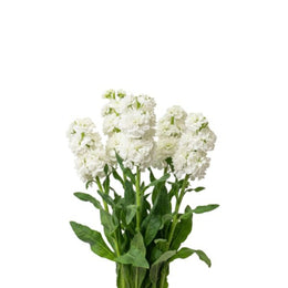 Matthiola Centum, White, 5 Stems