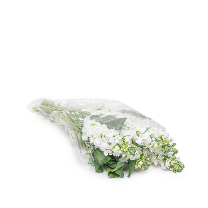 White Matthiola Centum flower stems by Black Tulip, showing lush white blossoms and green stems in a natural arrangement.