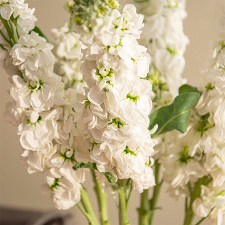 White Matthiola Centum flower stems from Black Tulip, showing delicate blossoms and green foliage on a neutral background.