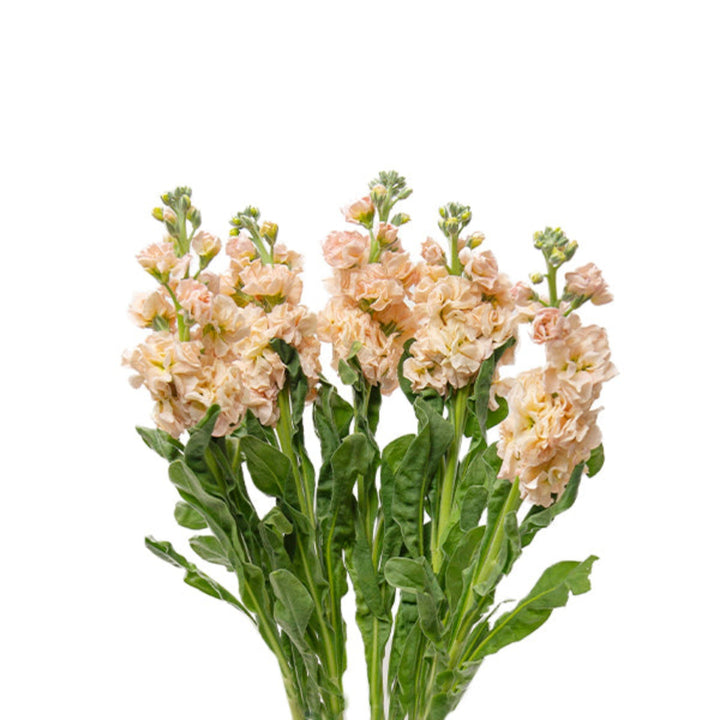 Black Tulip Matthiola Apple Peach flower stems, showing vibrant peach-colored blossoms with green foliage.