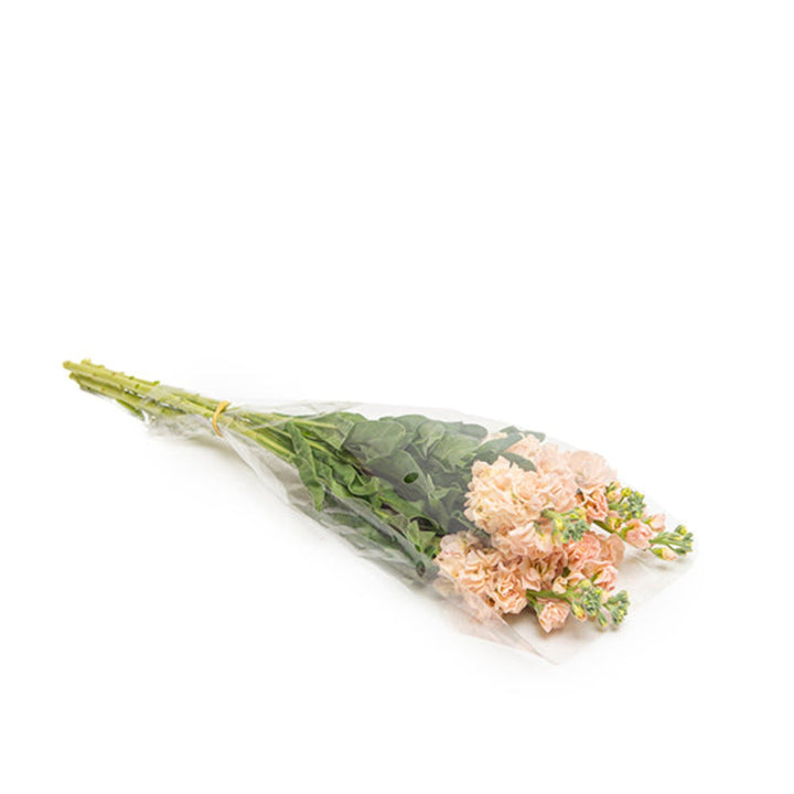 Black Tulip Matthiola Apple Peach flower stems with vibrant peach-colored blooms and green foliage.