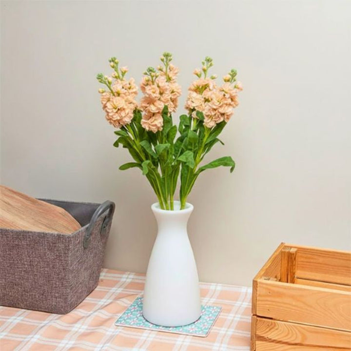 Black Tulip Matthiola Apple Peach flowers with five stems, showcasing vibrant peach and pink blooms on green foliage.