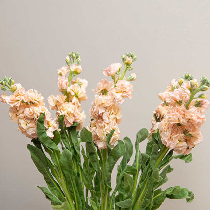 Black Tulip Matthiola Apple Peach flower stems with vibrant peach and pink blooms, arranged in a bouquet.