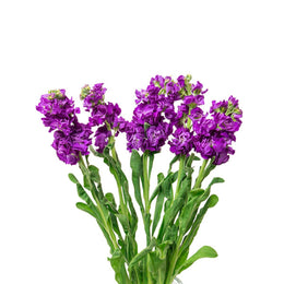 Matthiola, Centum, Deep blue, 5 Stems