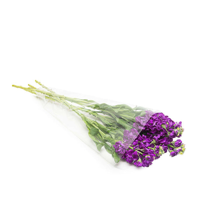 Deep blue Matthiola Centum flower stems by Black Tulip, showcasing vibrant blooms with lush green leaves.