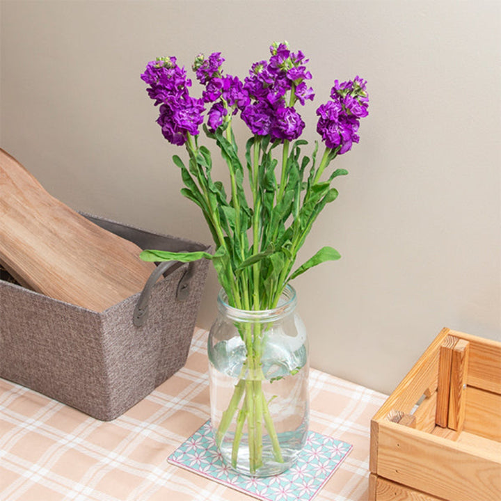 Deep blue Matthiola Centum flower stems by Black Tulip, showing five vibrant, fragrant flower stems in a natural arrangement.