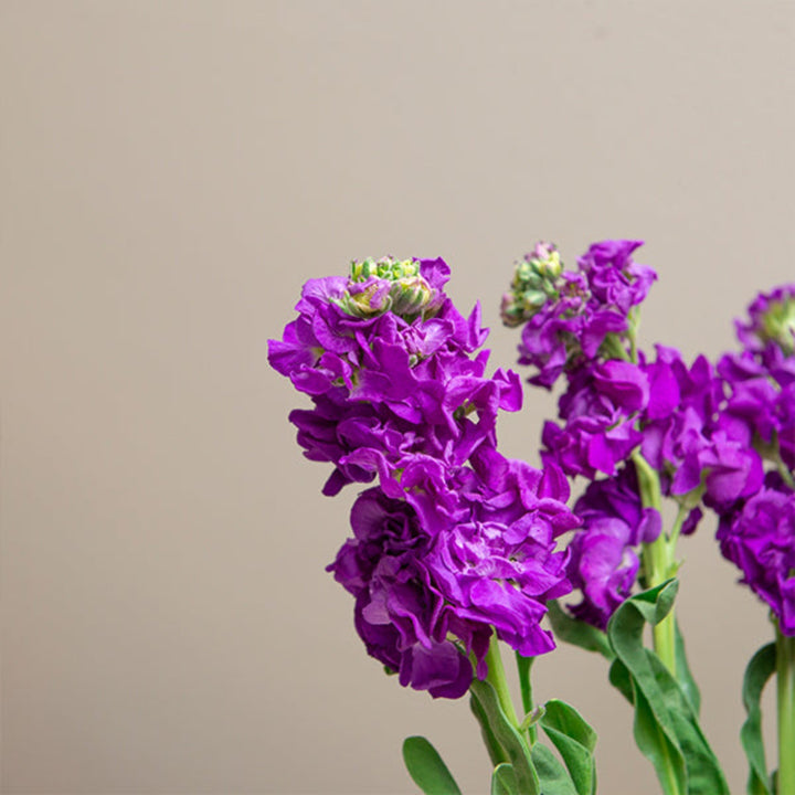 Deep blue Matthiola Centum flowers with five stems, arranged in a bouquet, from Black Tulip.