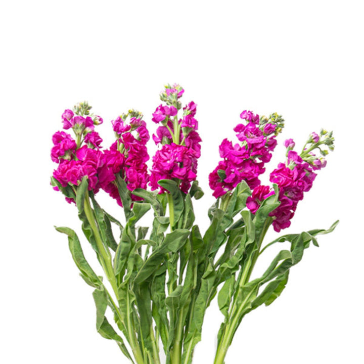 Pink Matthiola flower stems with rose pink blooms from Black Tulip, showing five fresh, vibrant flower stems.