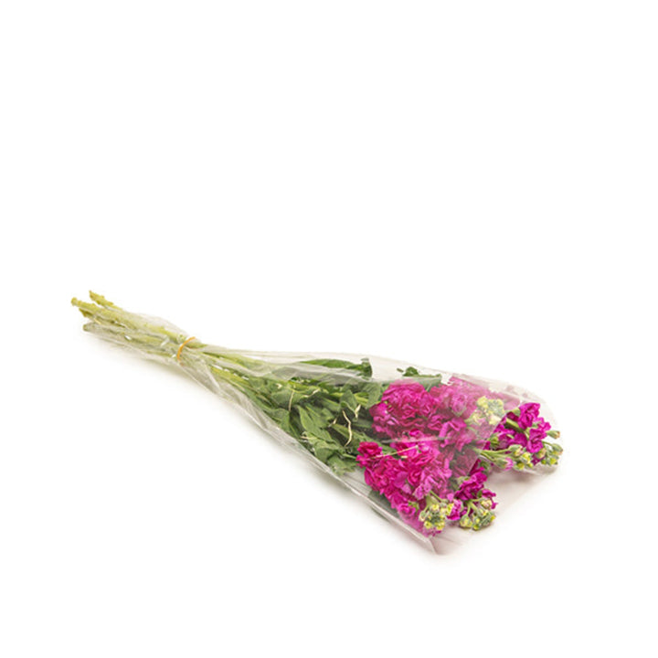 Pink Matthiola flowers with five stems, showing lush rose pink blooms, arranged naturally in a bouquet from Black Tulip.