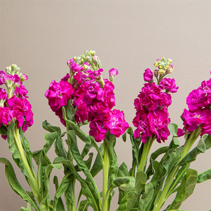 Rose pink Matthiola flower stems by Black Tulip, showing vibrant blossoms and green foliage on a neutral background.