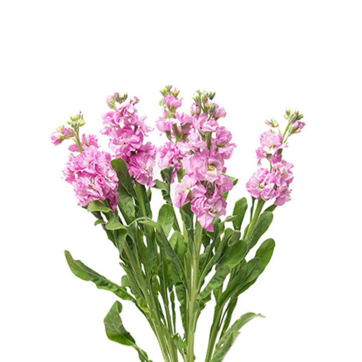Light pink Matthiola flower stems from Black Tulip arranged together, showcasing delicate blossoms and green foliage.