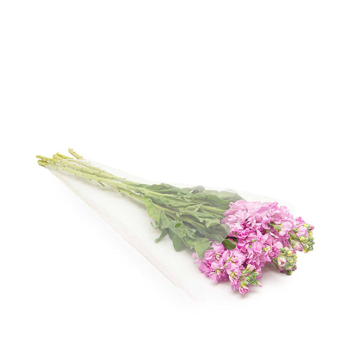 Light pink Matthiola flower stems from Black Tulip, showing delicate blossoms and green foliage.