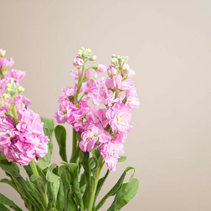 Light pink Matthiola flowers, 5 stems, by Black Tulip, showcasing delicate blooms and green foliage.