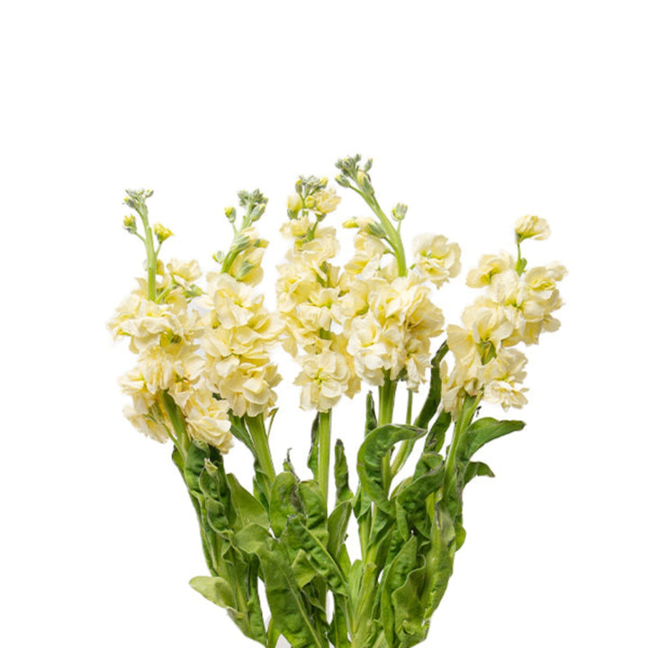 Cream yellow Matthiola flower stems by Black Tulip, showcasing five fresh, fragrant blossoms arranged naturally.