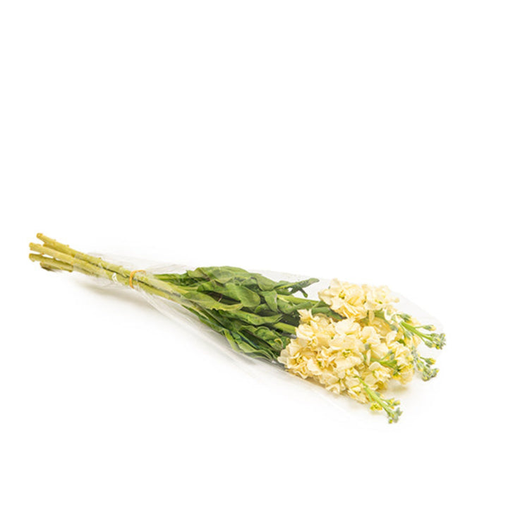 Cream yellow Matthiola flower stems by Black Tulip, showing five fresh blooms with green foliage.