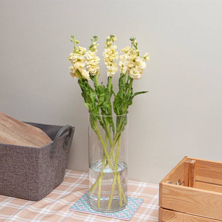 Cream yellow Matthiola flower stems from Black Tulip, showcasing 5 vibrant, fragrant blossoms in a natural arrangement.