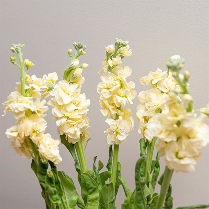 Cream yellow Matthiola flowers from Black Tulip with five stems, showcasing delicate blooms and lush green foliage.
