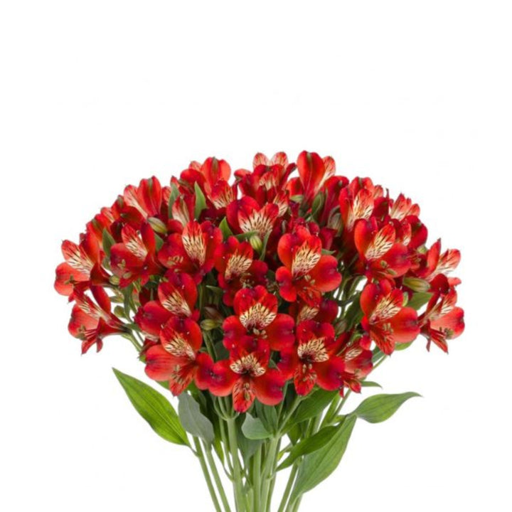 Red Alstroemeria flowers with 10 stems from SQ Flora Kenya, showcasing vibrant blooms and lush green foliage.