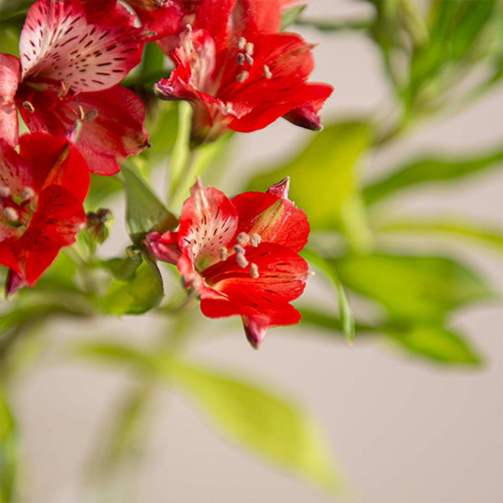 Red Alstroemeria flowers from SQ Flora Kenya, 10 stems of vibrant, fresh flowers arranged in a bouquet.