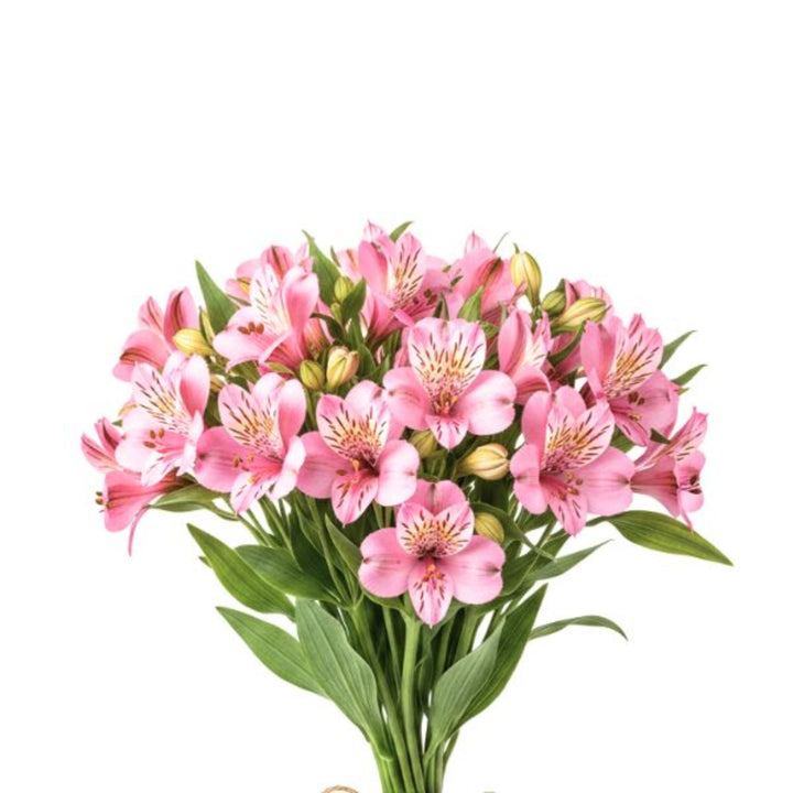 Pink Alstroemeria flowers from SQ Flora Kenya, 10 stems arranged with vibrant blooms and green foliage.