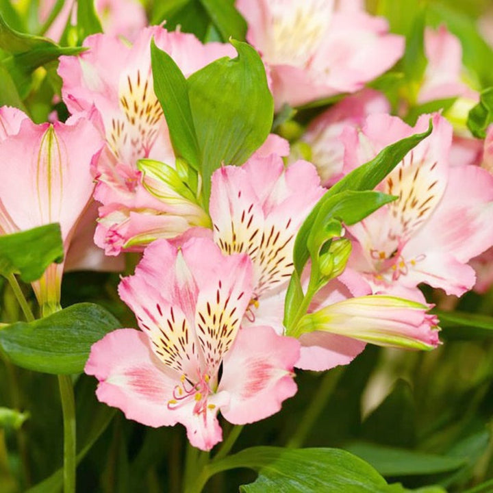 Pink Alstroemeria flower stems from SQ Flora Kenya, showcasing vibrant blooms and lush green foliage.