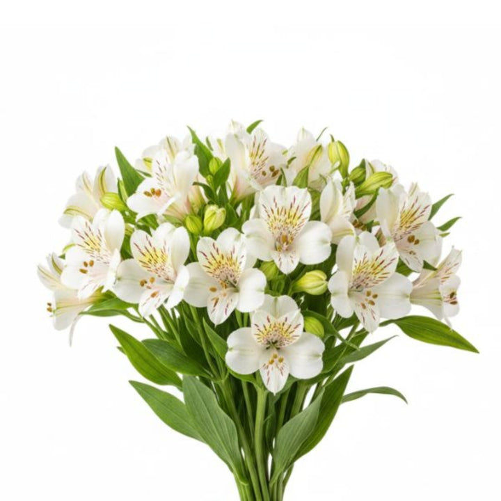 White Alstroemeria flowers on 10 stems from SQ Flora Kenya, featuring delicate white blooms arranged naturally.