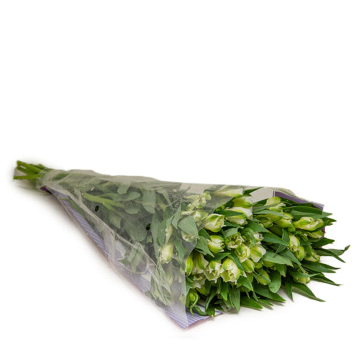 White Alstroemeria flowers from SQ Flora Kenya with 10 stems, showcasing delicate blooms and vibrant green foliage.
