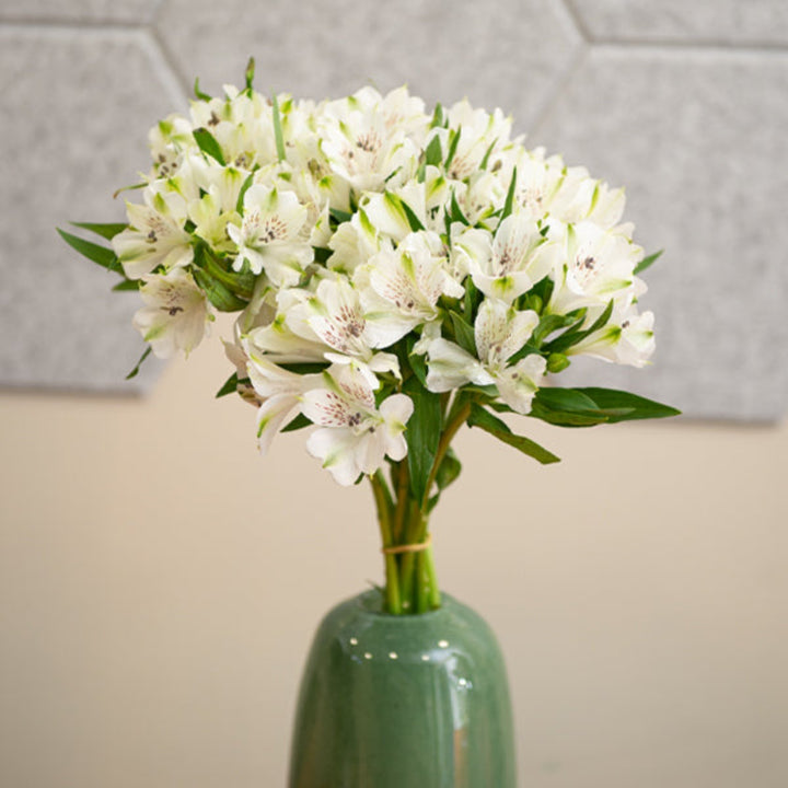 White Alstroemeria flower stems from SQ Flora Kenya, arranged in a bouquet with vibrant green leaves.