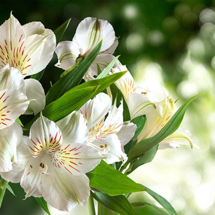 White Alstroemeria flower stems from SQ Flora Kenya, showing 10 fresh stems with vibrant blooms and green leaves.