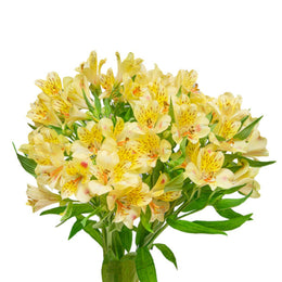 Alstroemeria, Yellow, 10 Stems