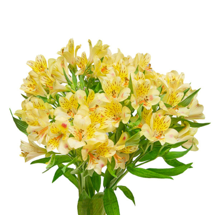 Bright yellow Alstroemeria flowers from SQ Flora Kenya with 10 stems, showcasing vibrant blooms and lush green foliage.